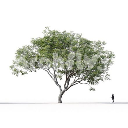 مدل سه بعدی درخت_005