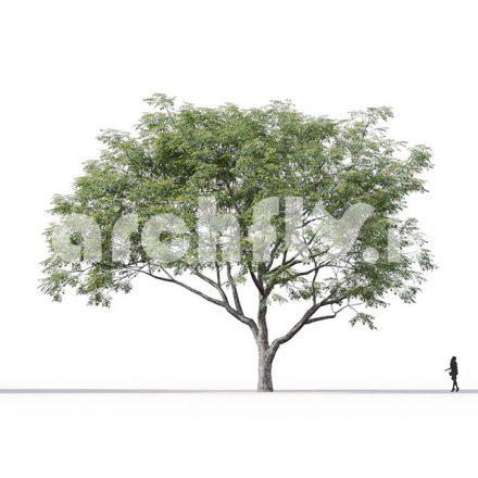 مدل سه بعدی درخت_006