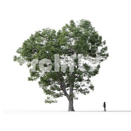 مدل سه بعدی درخت_007