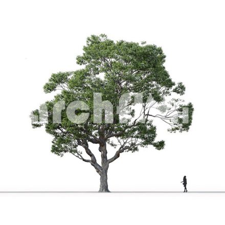 مدل سه بعدی درخت_008