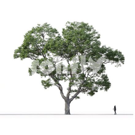 مدل سه بعدی درخت_009