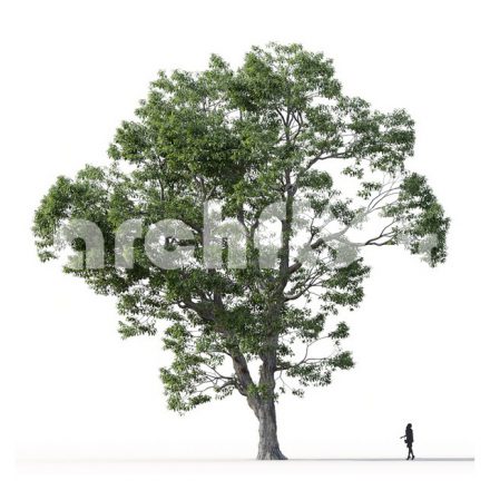 مدل سه بعدی درخت_010