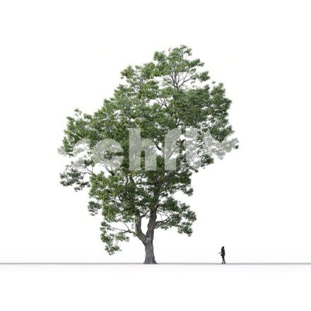 مدل سه بعدی درخت_012