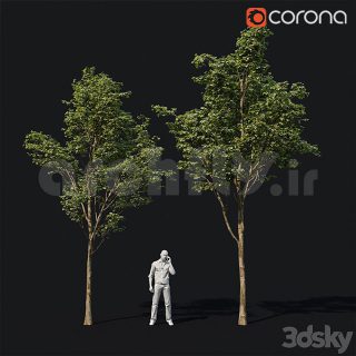 مدل سه بعدی درخت 1573