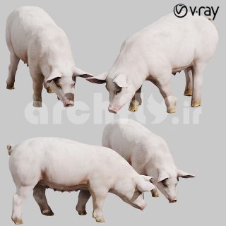 مدل سه بعدی خوک 4208